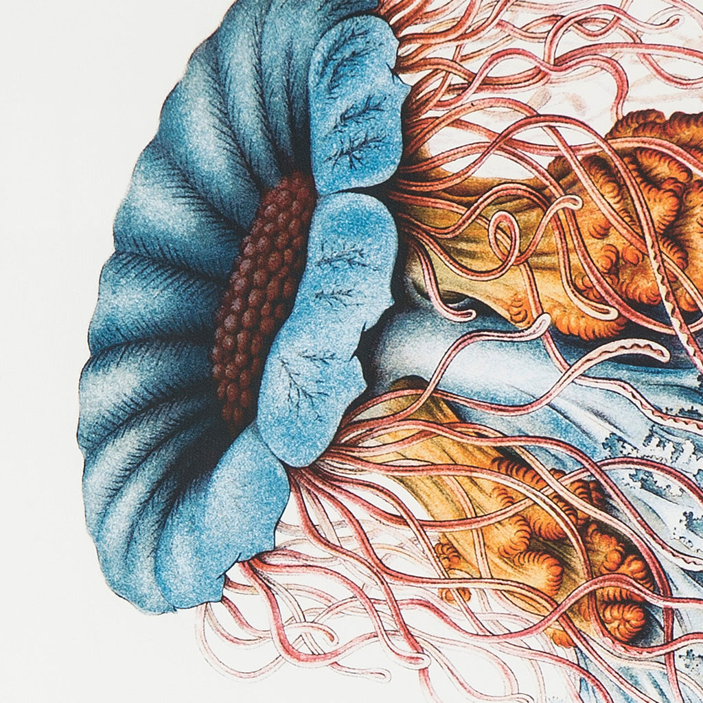 Jelly Fish Triptych
Medusa