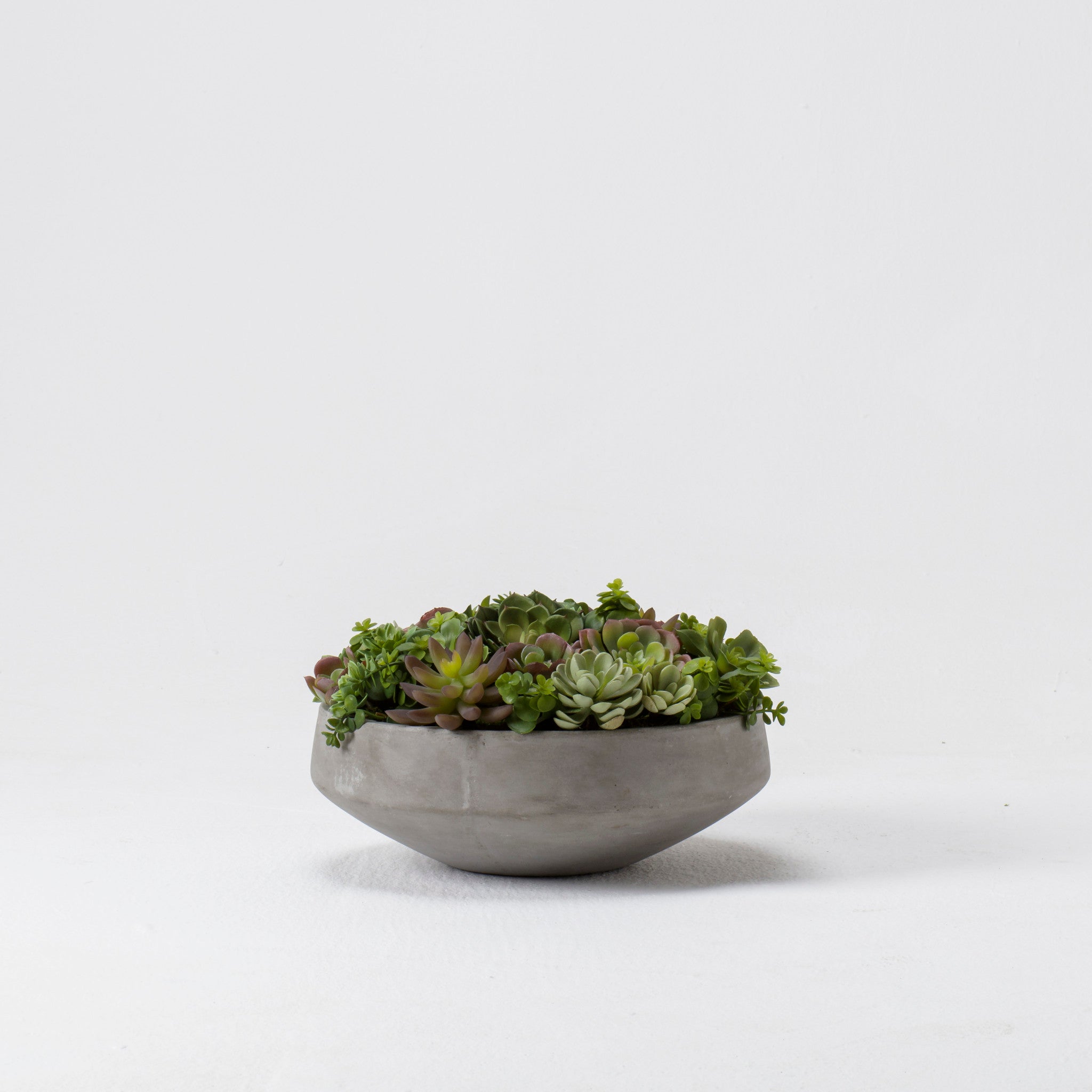 Mixed Echeveria In Grey Bowl