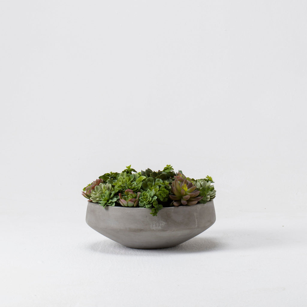 Mixed Echeveria In Grey Bowl