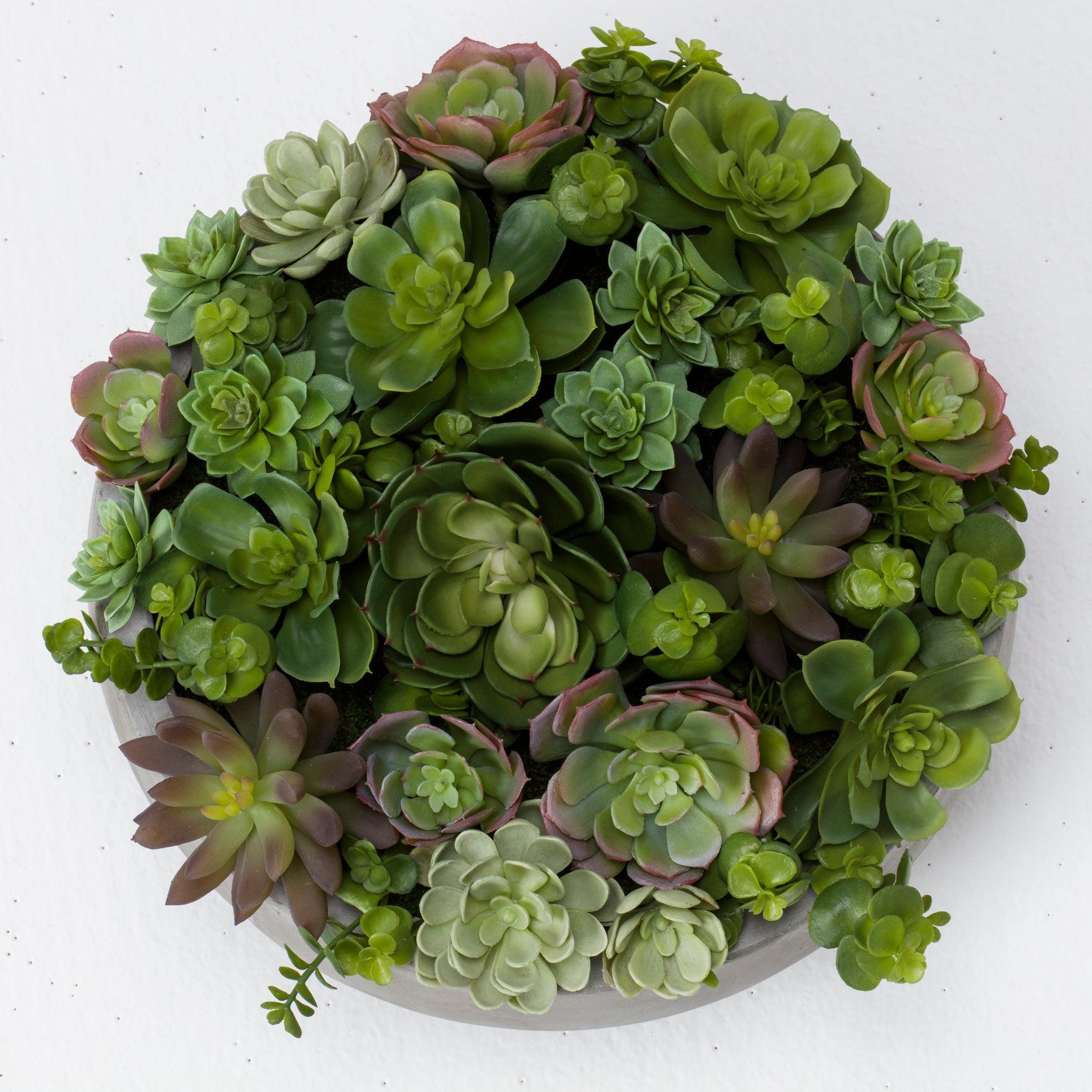 Mixed Echeveria In Grey Bowl