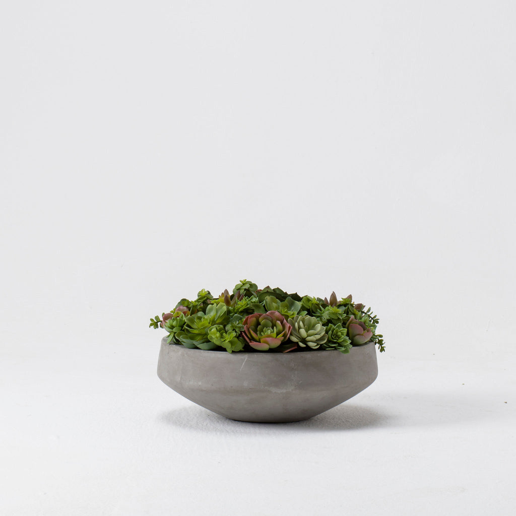 Mixed Echeveria In Grey Bowl