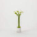 White Calla Lilies in Glass Vase