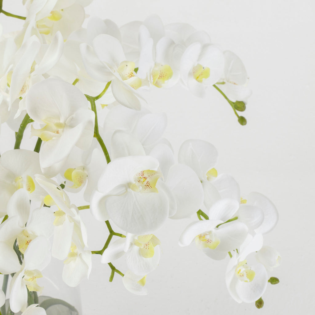 White Orchids in Glass Vase