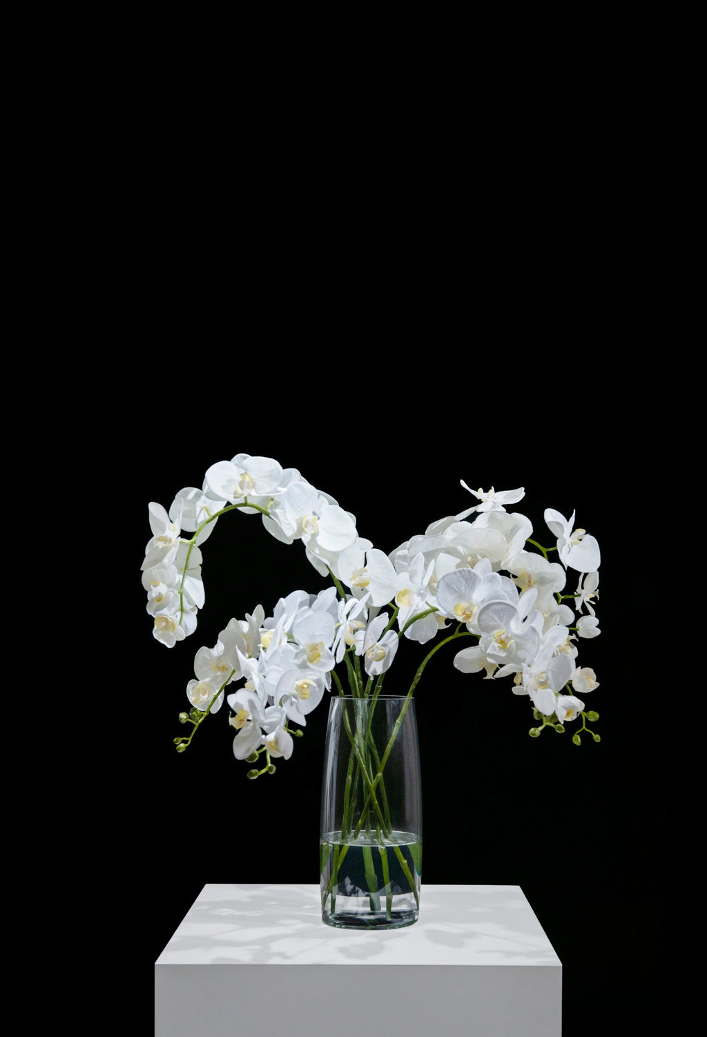 White Orchids in Glass Vase