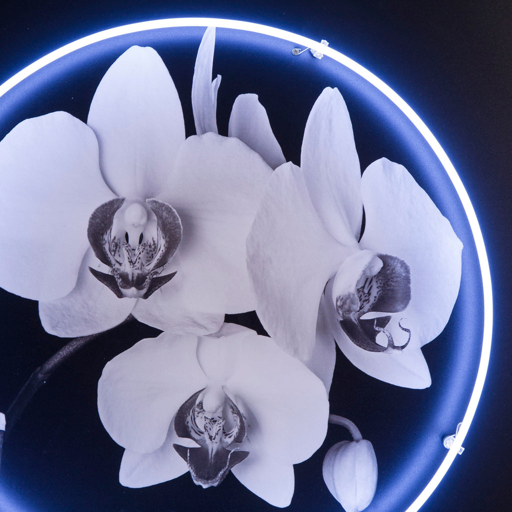Neon Orchid