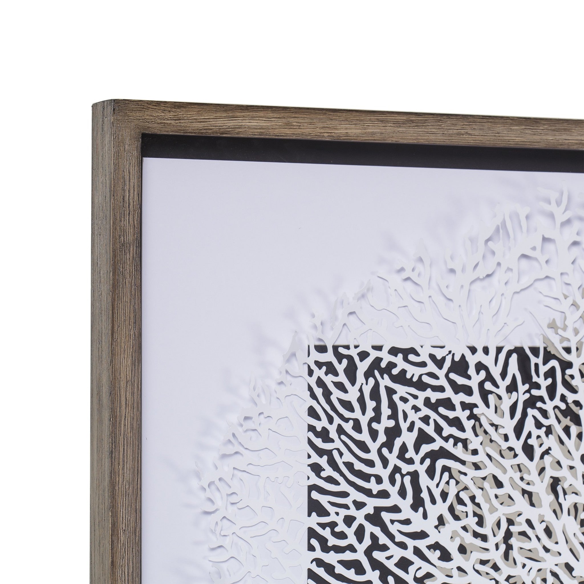 White & Grey Coral