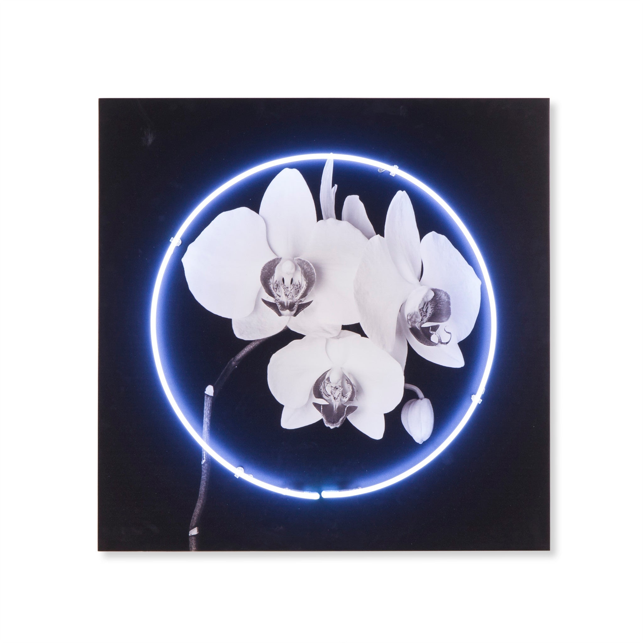 Neon Orchid