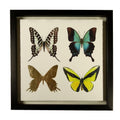 Butterflies - B