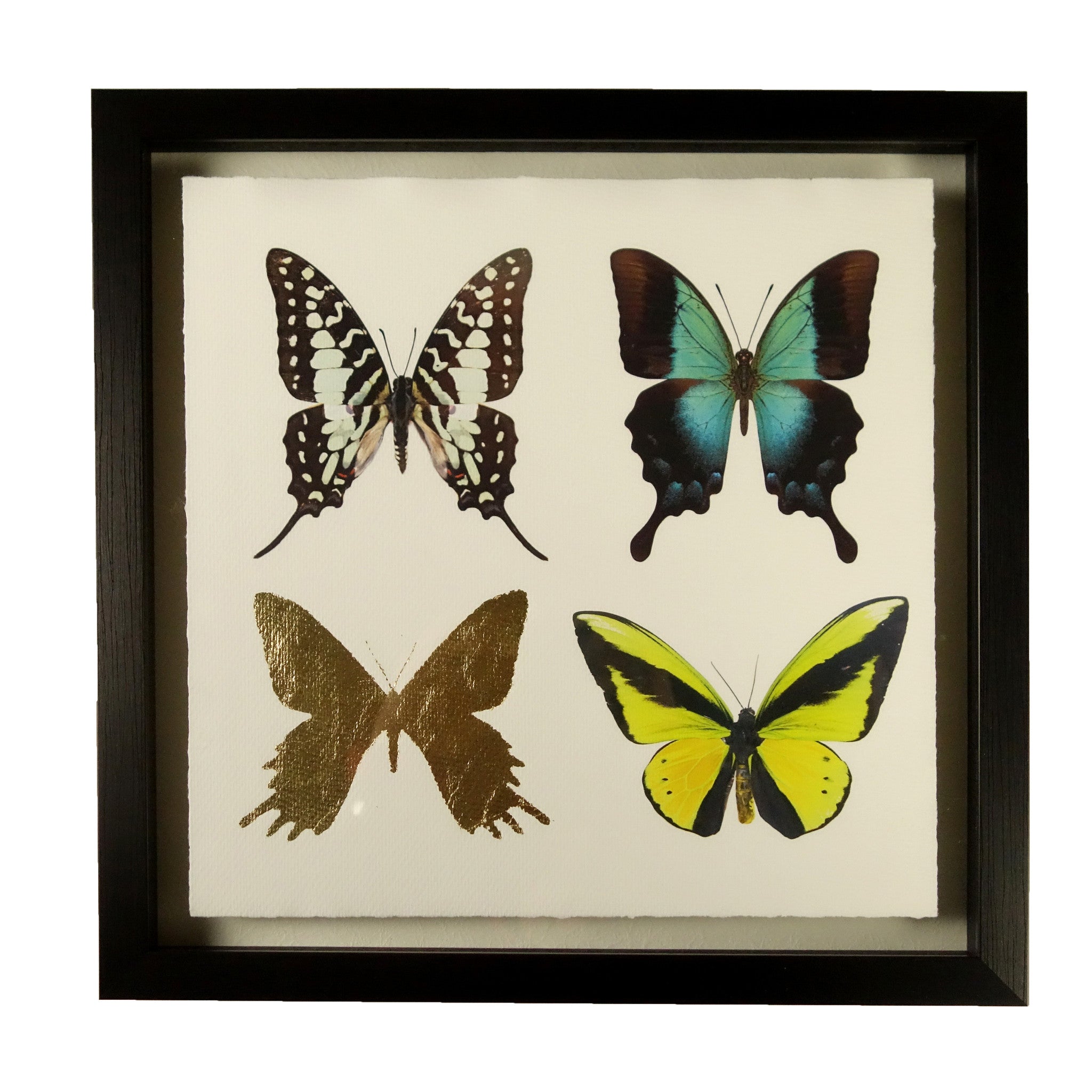 Butterflies - B