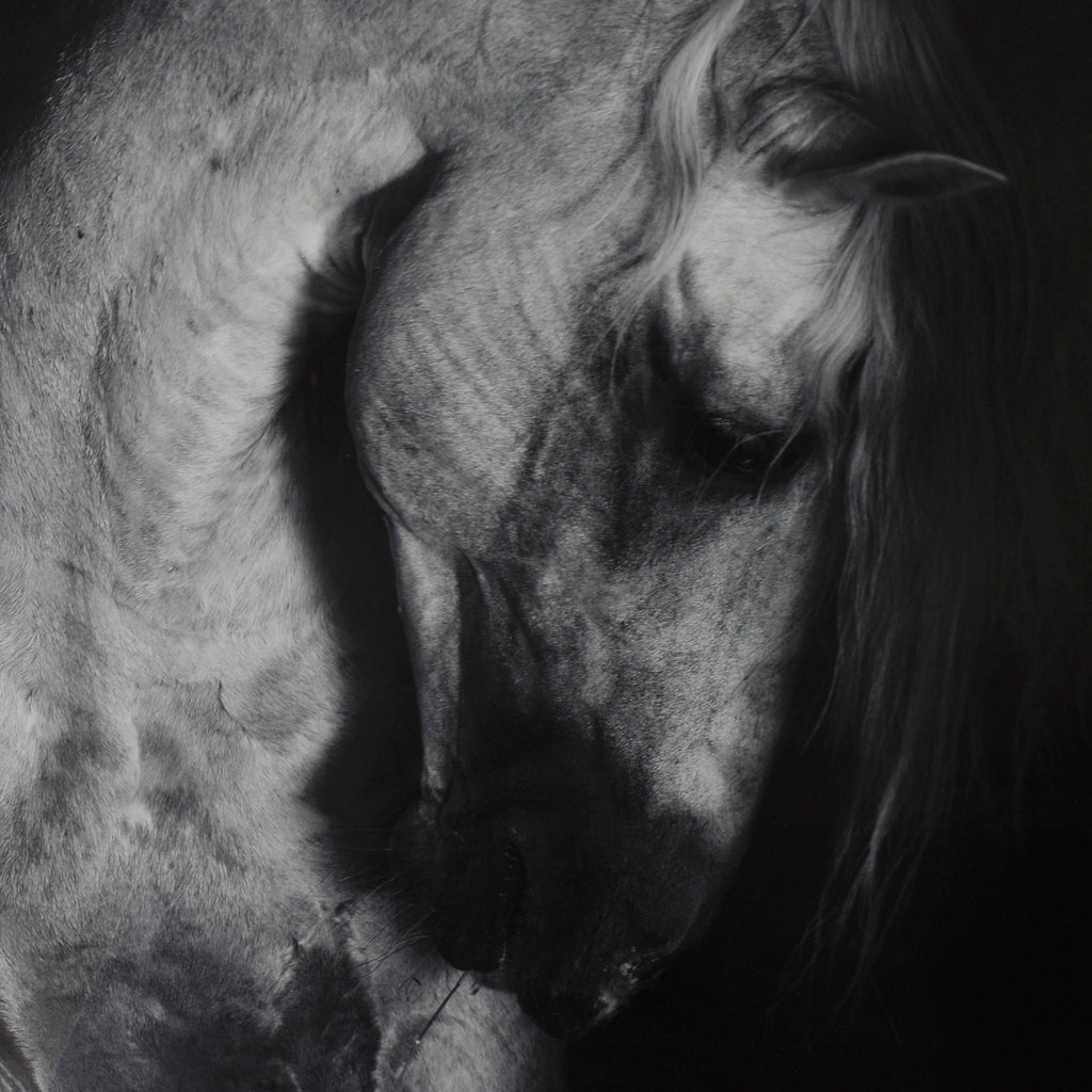 Grey Horse