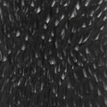 Black Hammered