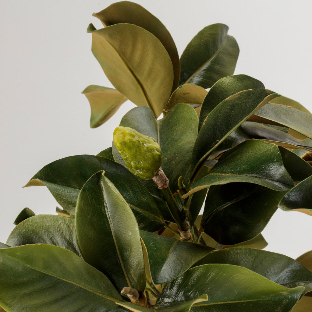 Magnolia Leaves in York Vase