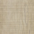 Textured Parchment