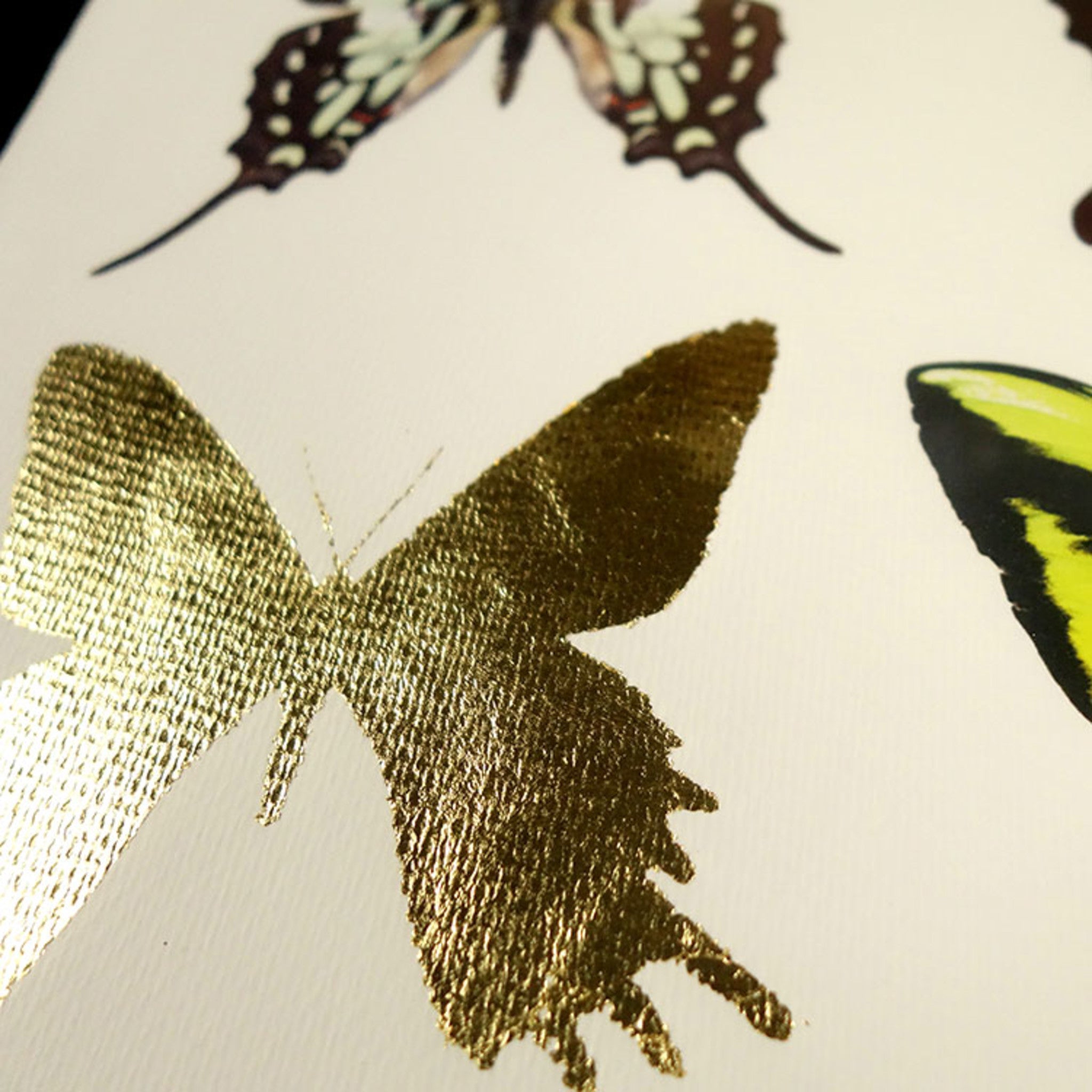 Butterflies - B