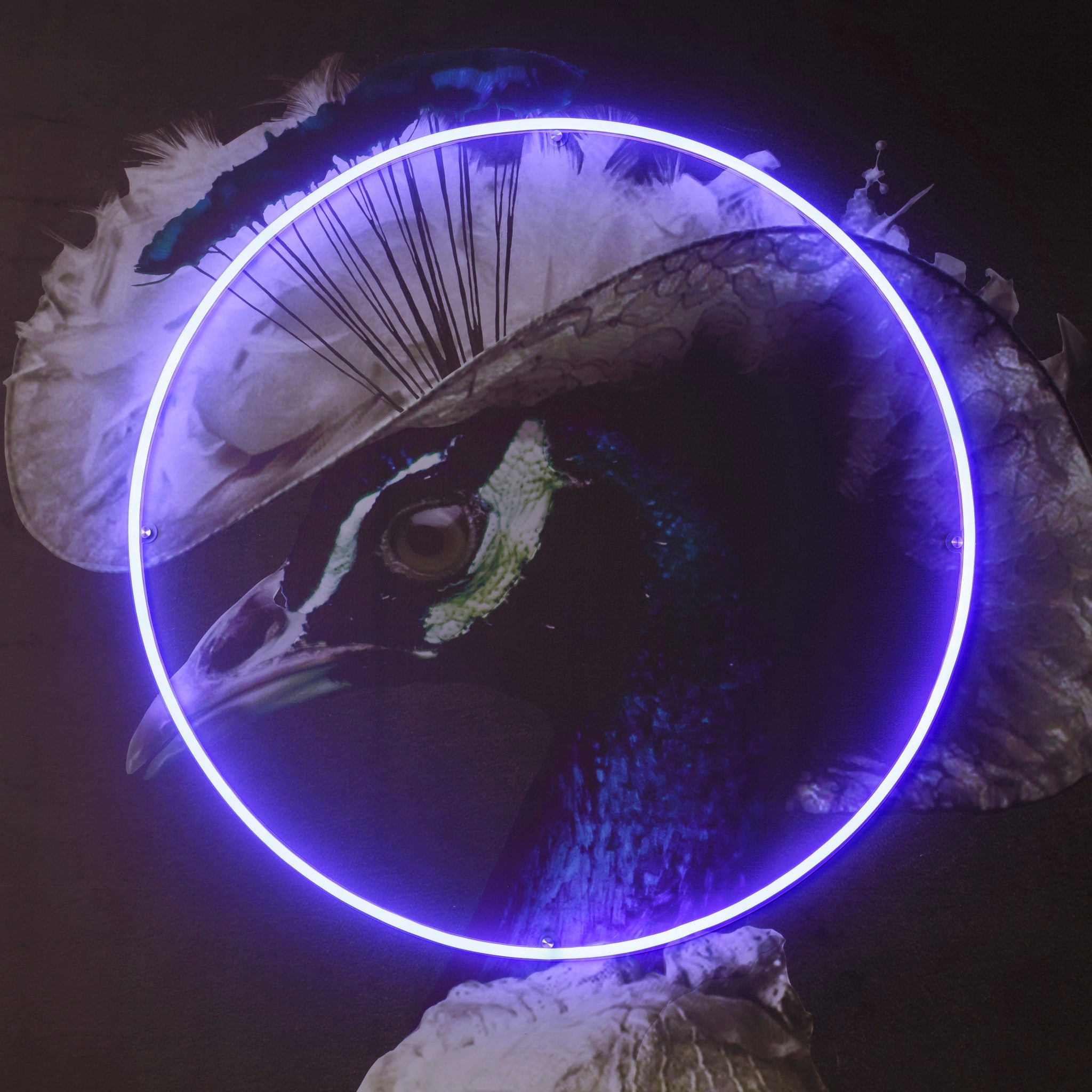 Peacock Portrait - LED Neon