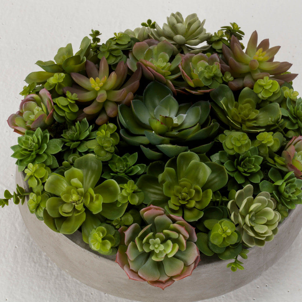 Mixed Echeveria in Concrete Bowl