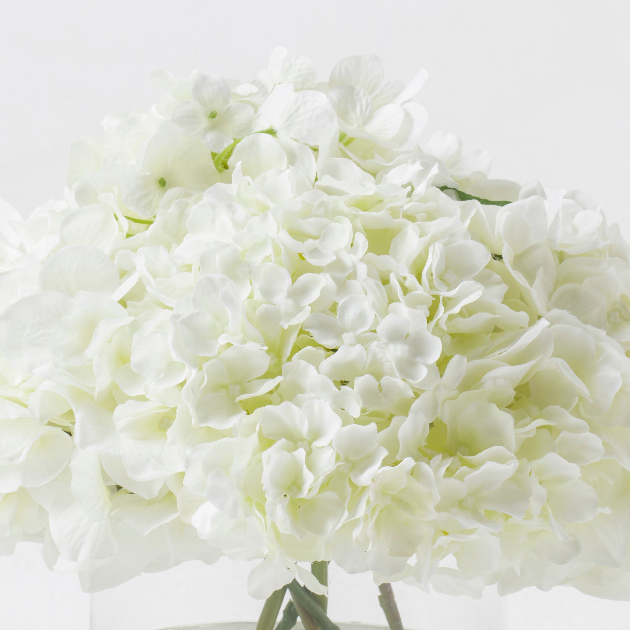 White Hydrangea In Glass Cylinder