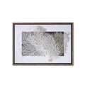 White & Grey Coral