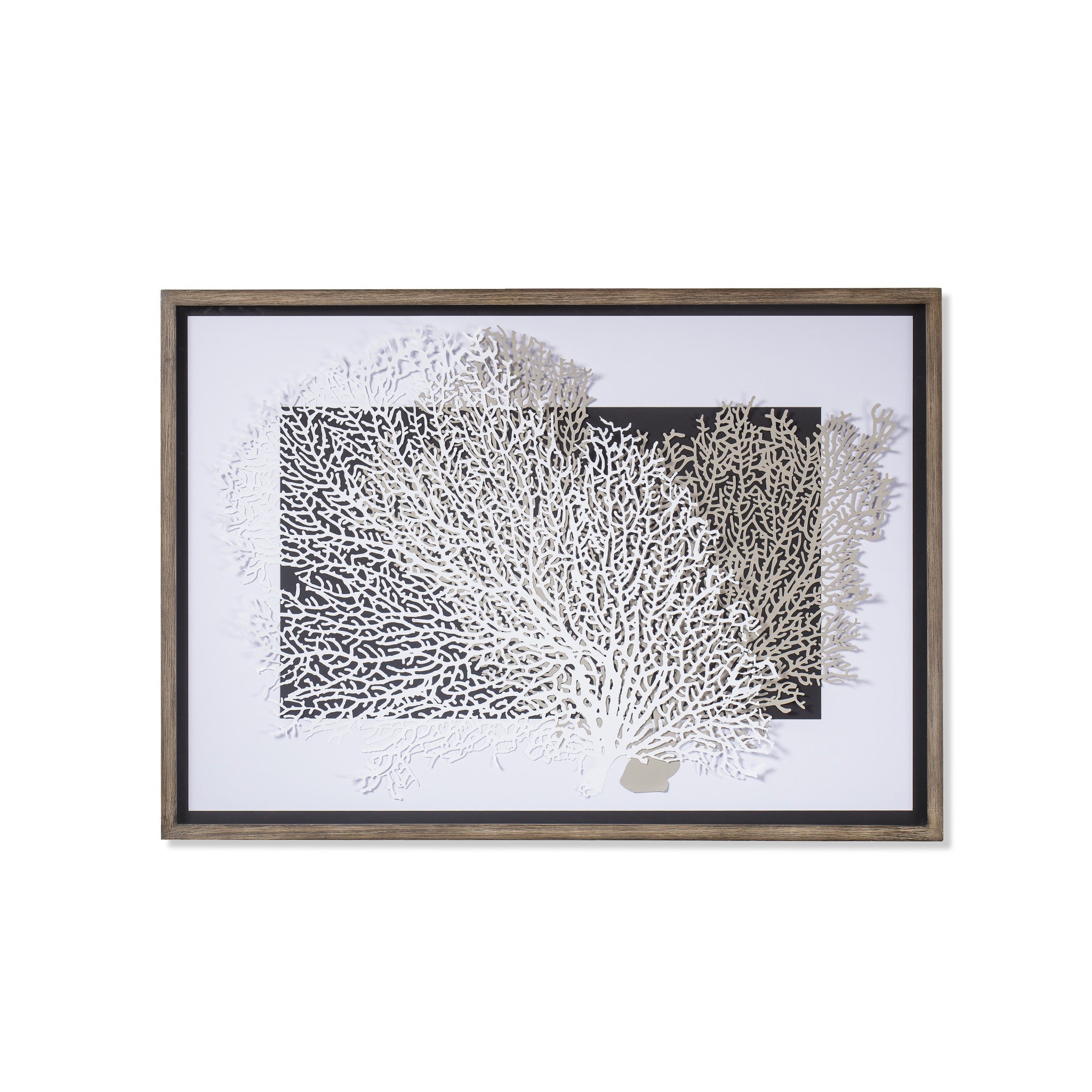 White & Grey Coral