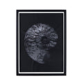 Ammonite