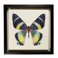 Butterfly - A