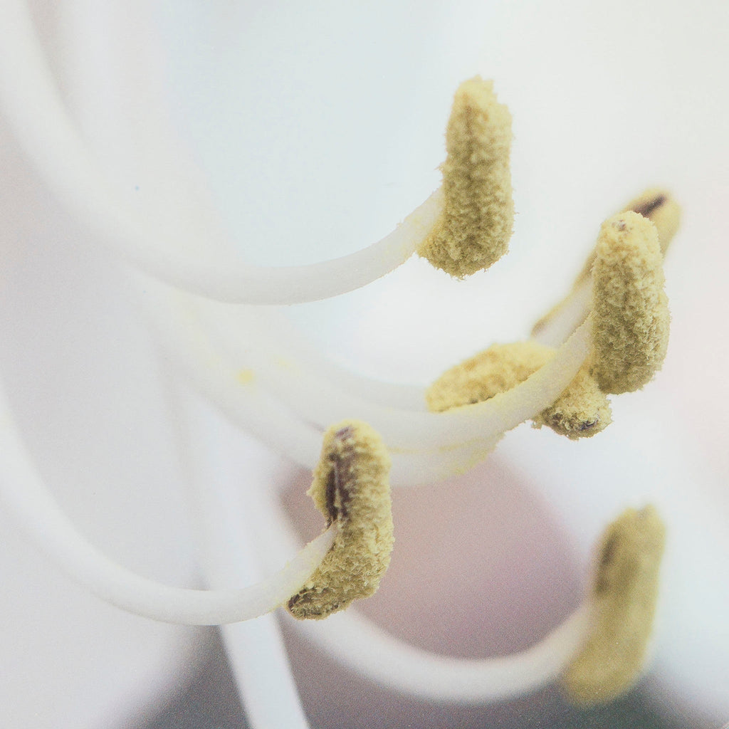 Flower Pistils On Glass