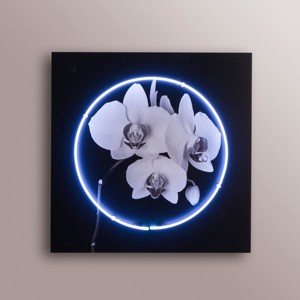 Neon Orchid