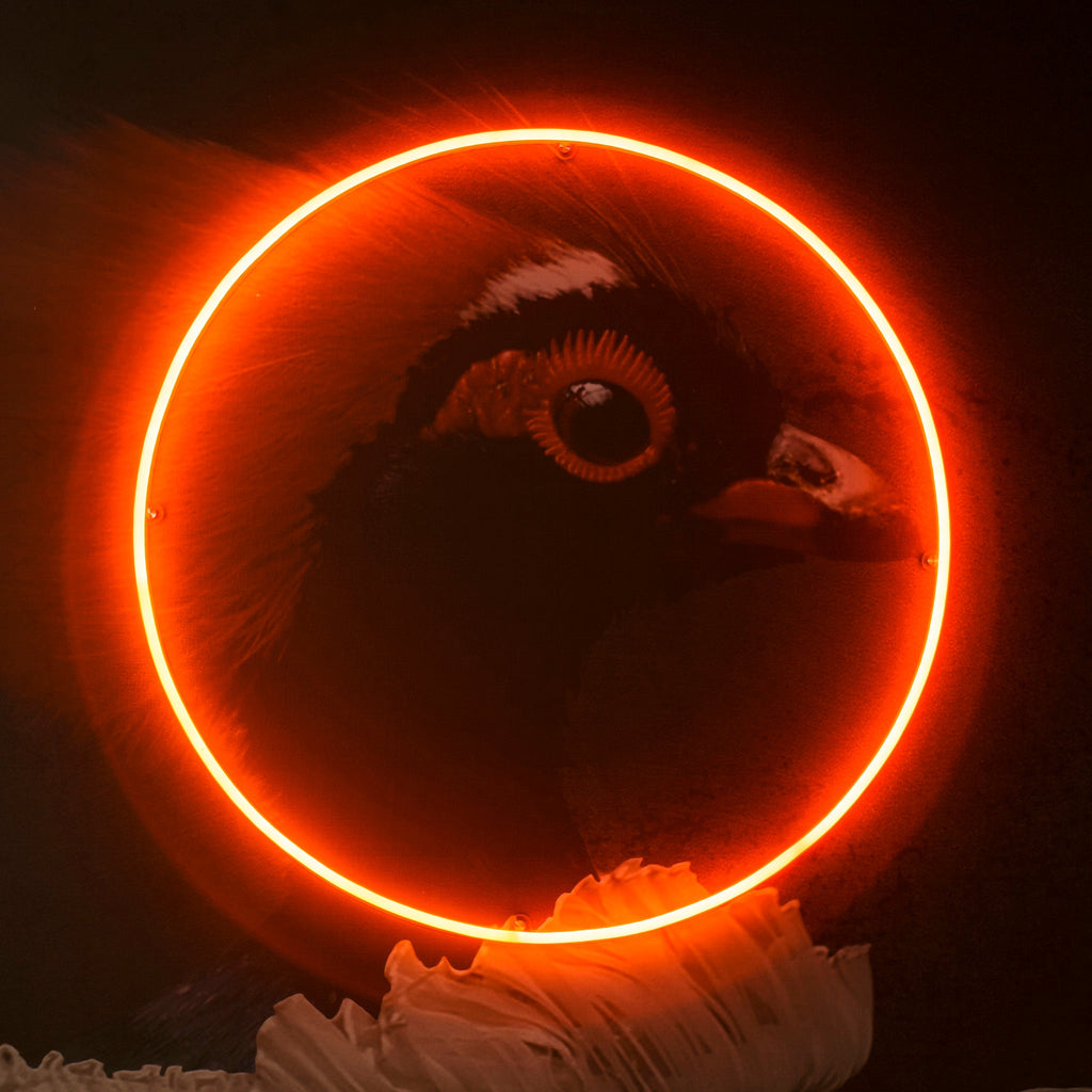 Pheasant Portrait - LED Neon