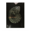 Haeckel Shell