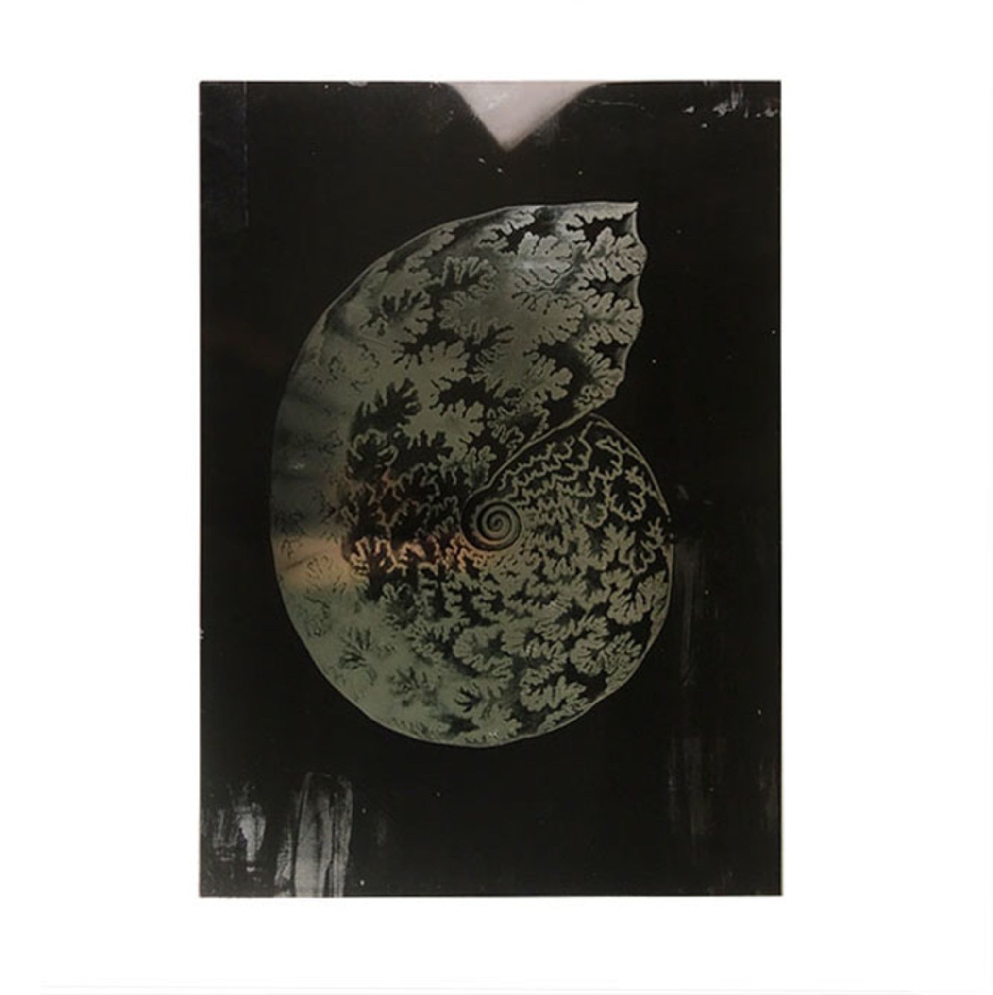 Haeckel Shell