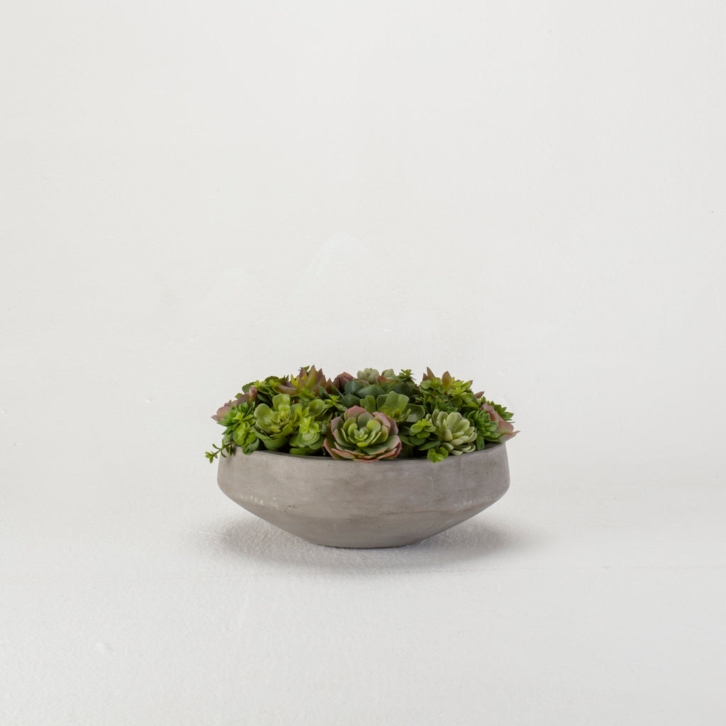 Mixed Echeveria in Concrete Bowl